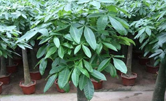 綠植室內(nèi)最好養(yǎng)的是哪幾種？
