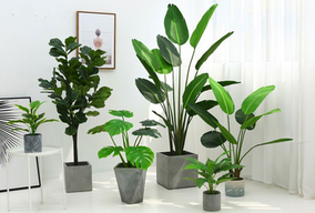 選擇綠植租擺為何比買綠植合適呢？